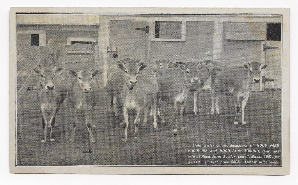 Improving Your Dairy Herd Hood Farms (circa 1905) History In The